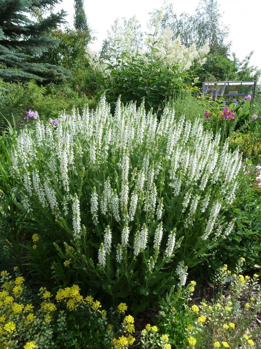 Salvia sylvestris 'Schneehugel'
